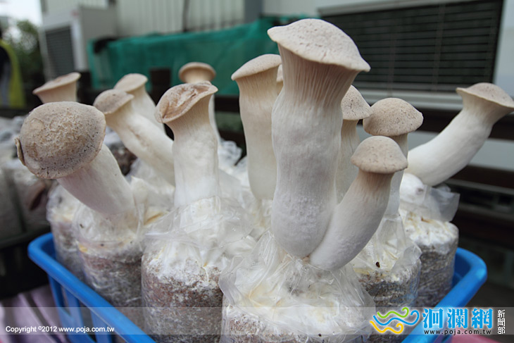 吳厚德香菇-01.jpg