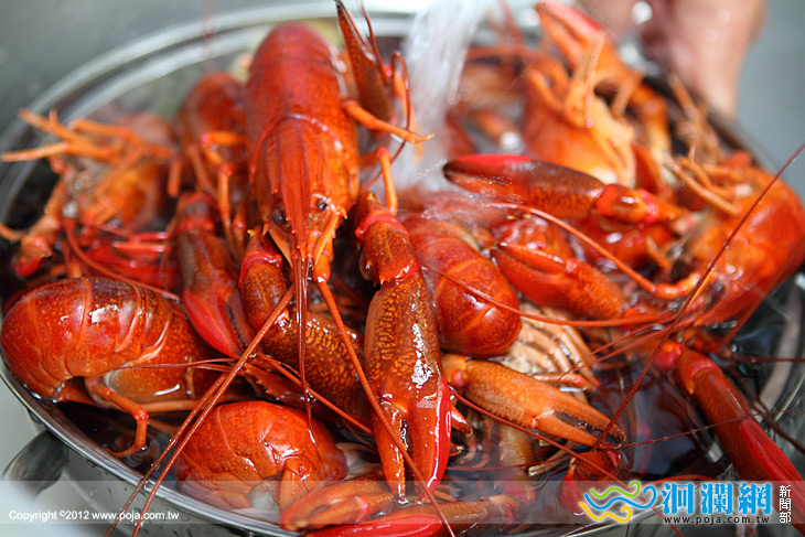 淡水龍蝦-06.jpg