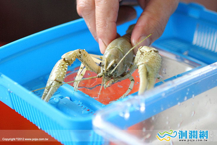 淡水龍蝦-02.jpg