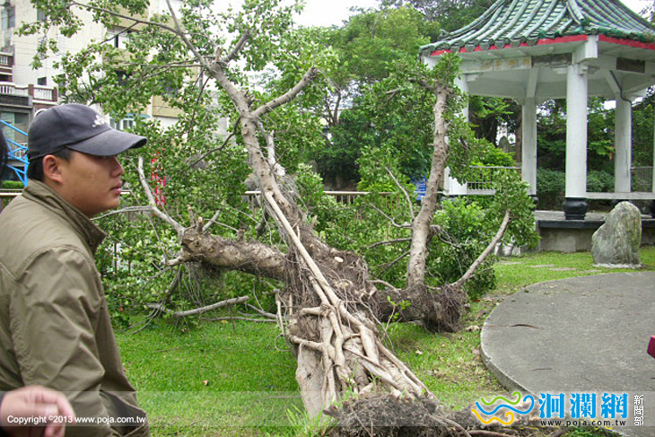 市公所整理庭石公園倒伏樹木