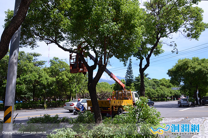  夏季防颱公所加強修剪路樹