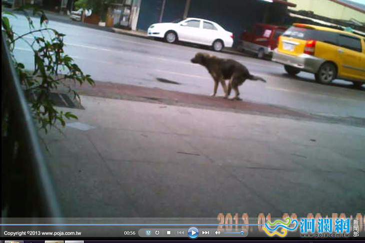 飼主放任犬隻便溺污染開出首張罰單