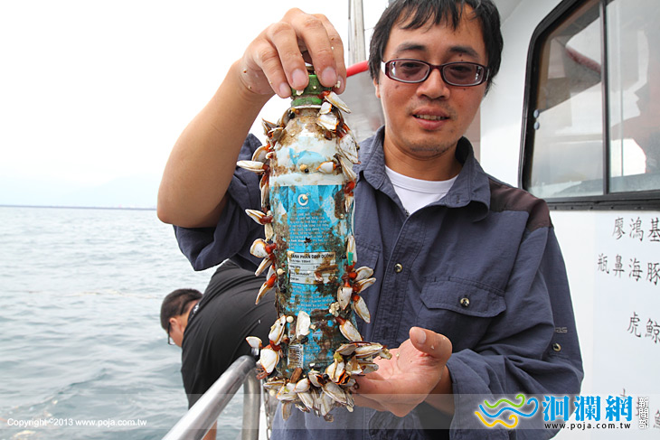海豚在垃圾間游泳，黑潮志工出海撈除