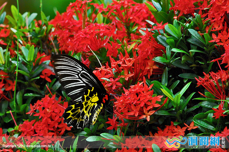 文化兼顧保育黃裳鳳蝶現身林田山