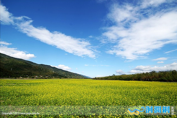 油菜花-01.jpg