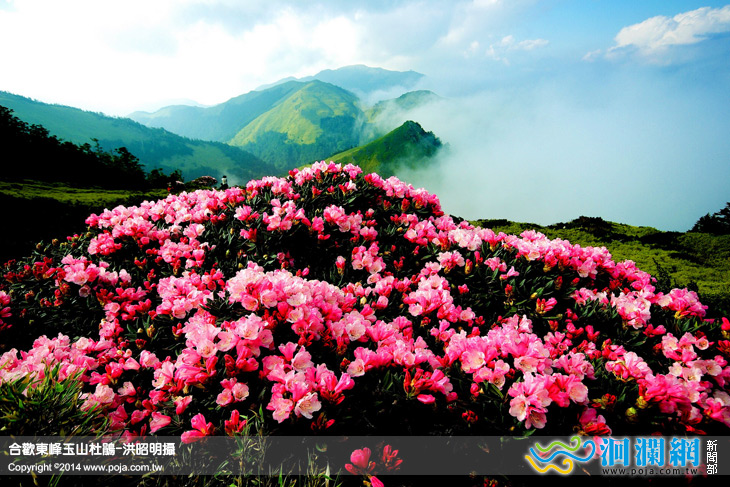 合歡山花季自然體驗活動