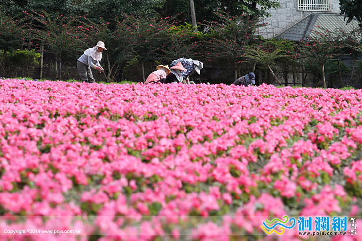 329一起到國福花海寫生