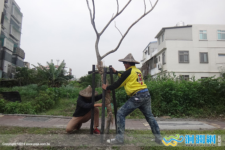 花蓮市補植空樹穴，營造綠蔭城市