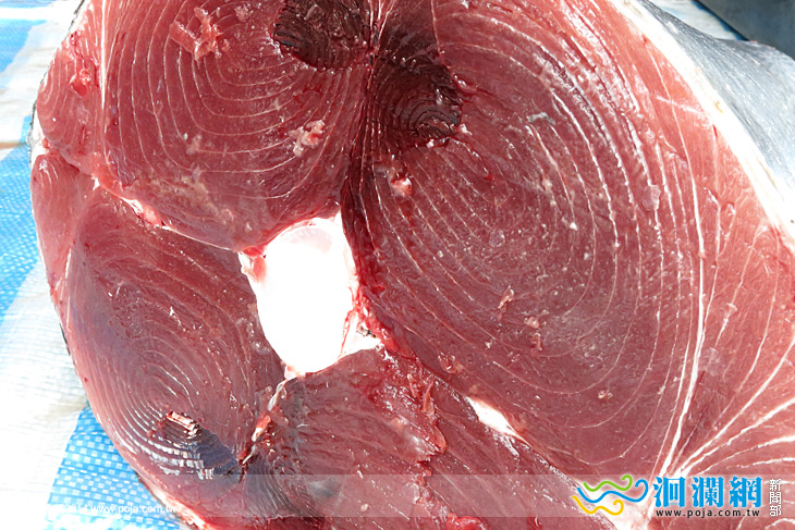 黑鮪魚-01.jpg