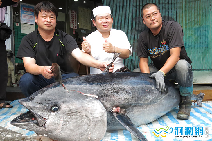 日式料理店標下161公斤黑鮪魚，想吃要快