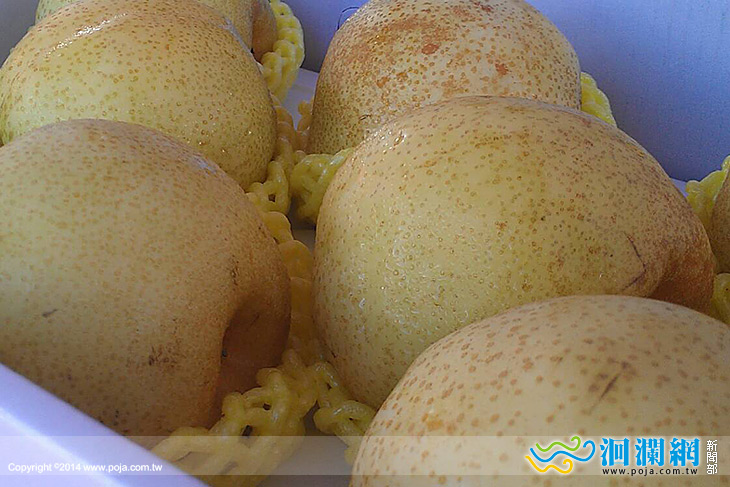 壽豐鄉果豔梨-04.jpg