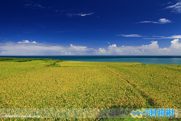 海稻米-01.jpg
