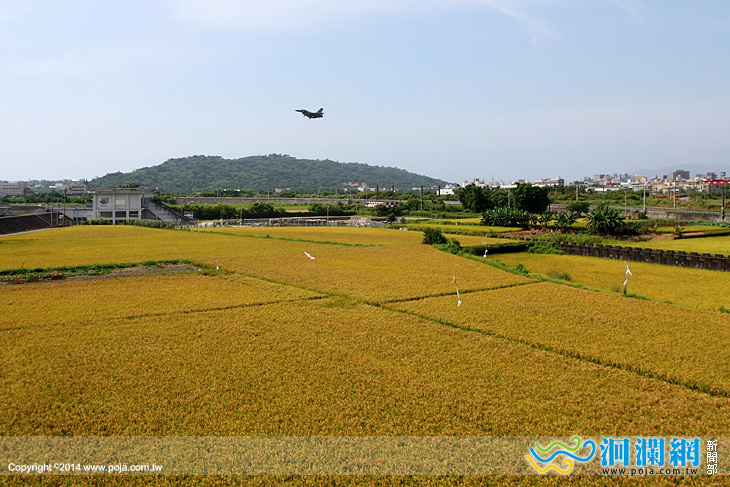 名米產地冠軍賽，優質稻米好口碑