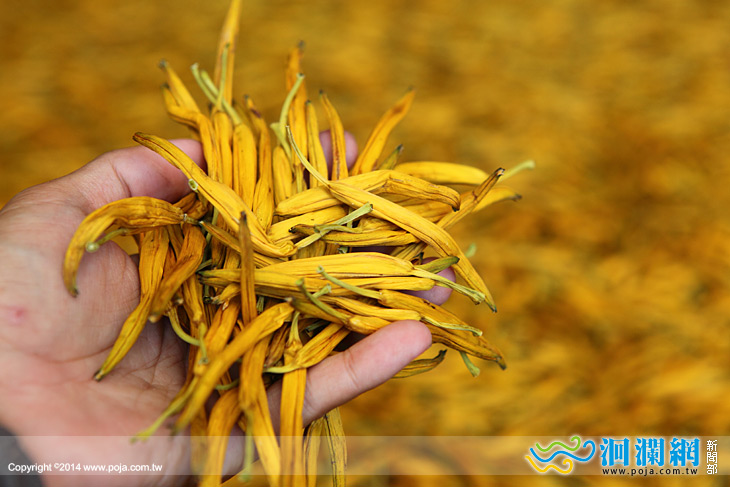 花東金針浪漫登場，履歷溯源美味安心