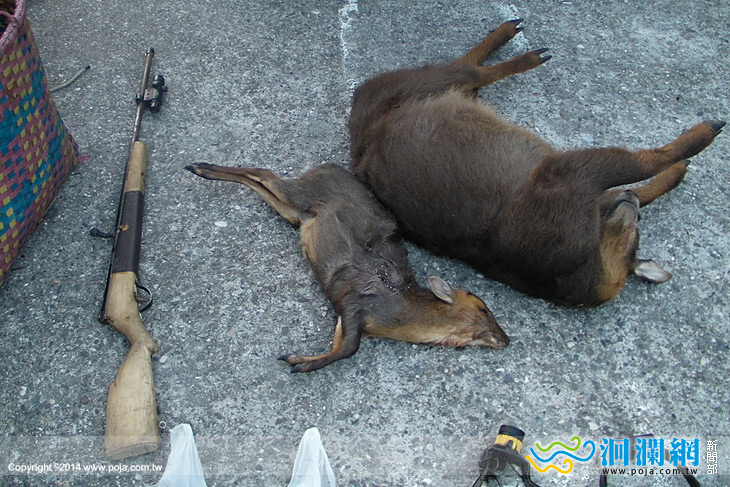 秀林鄉磐石駐在所查獲保育類動物盜獵案