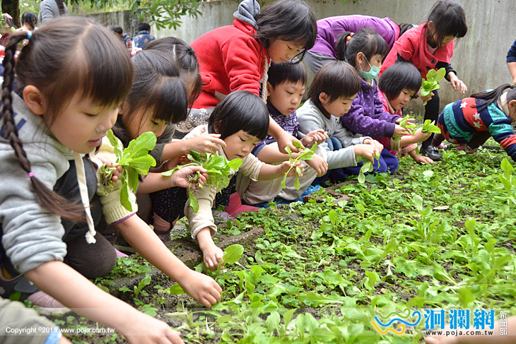 吉安鄉立幼兒園小小農夫  冬季蔬果採收趣