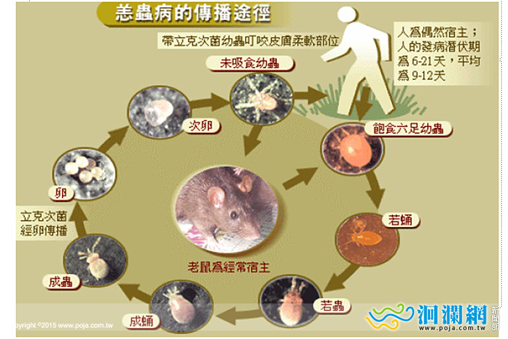 掃墓時節多注意身體防護，勿讓恙蟲上身