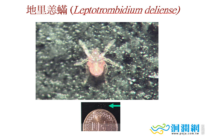 門諾恙蟲-01.jpg
