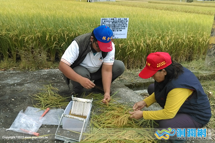 稻米生產安全層層把關-讓民眾「食」在安心