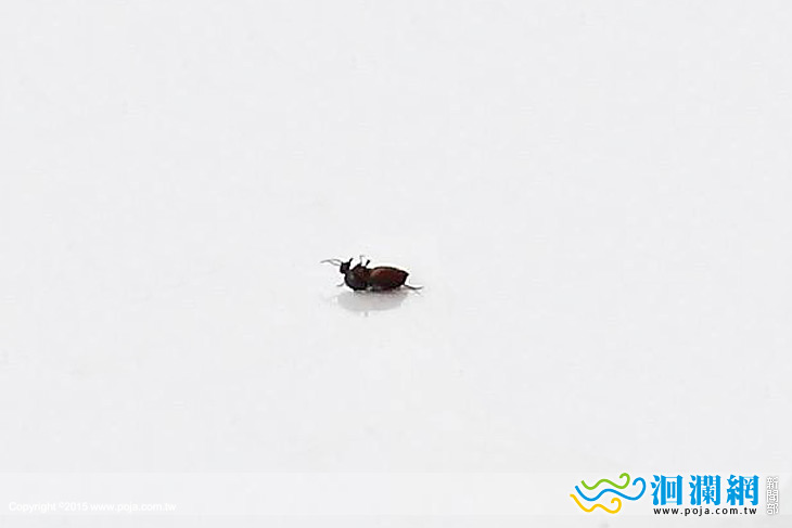 小黑蚊-01.jpg