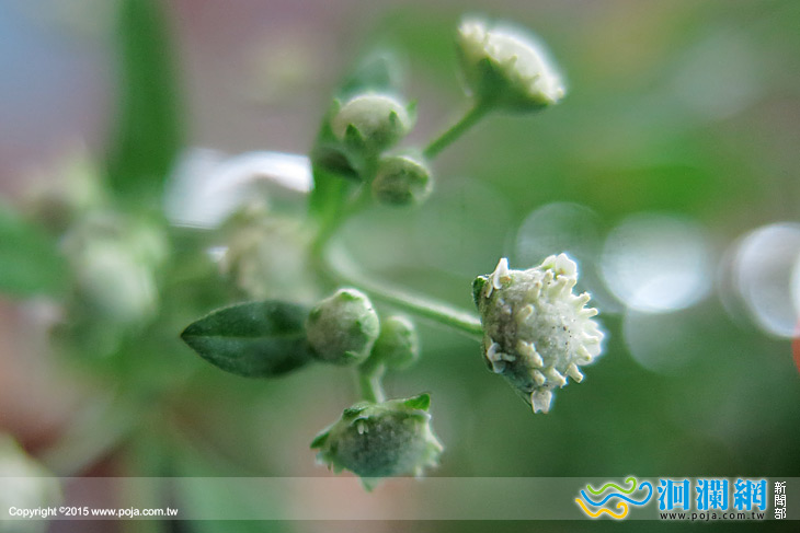 銀膠菊-02.jpg