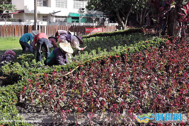 花市植夏季花卉迎客
