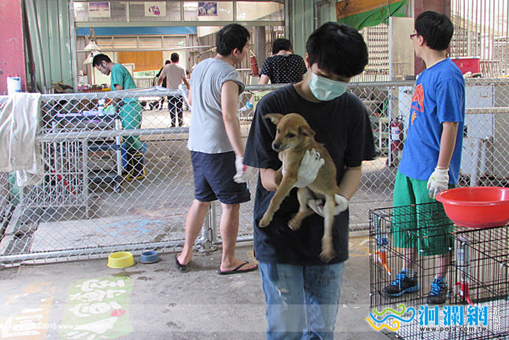 花蓮縣重點區域犬貓絕育推廣方案