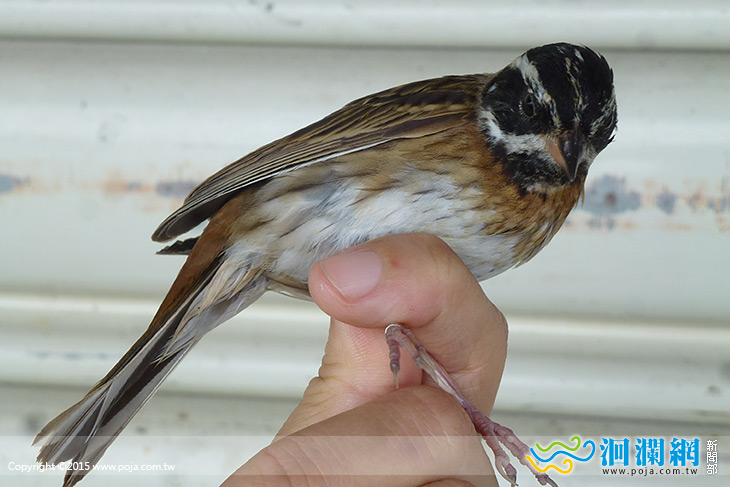 鳥類繫放長期監測，太魯閣鳥類種數達210種