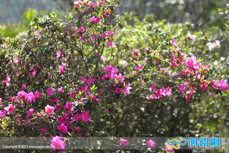 樹湖櫻花-06.jpg