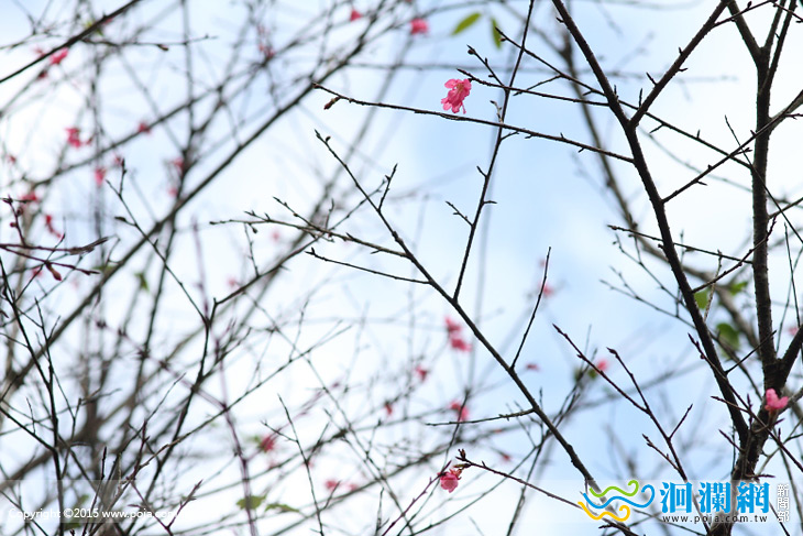 樹湖櫻花-03.jpg