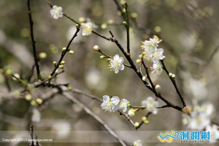 樹湖櫻花-07.jpg
