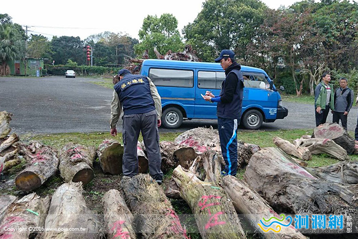 山老鼠集團盜10頓珍貴木材，檢警林合作破獲