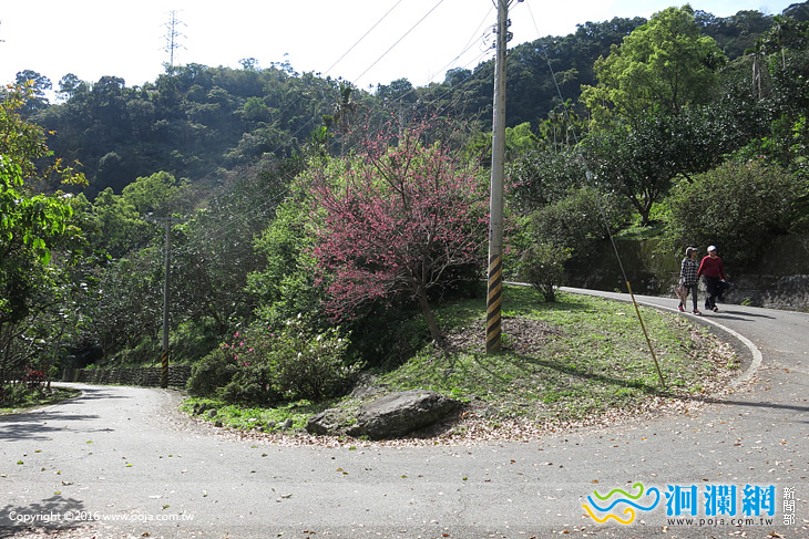 吉安鄉植樹節白雲步道健行+生態導覽解說報名