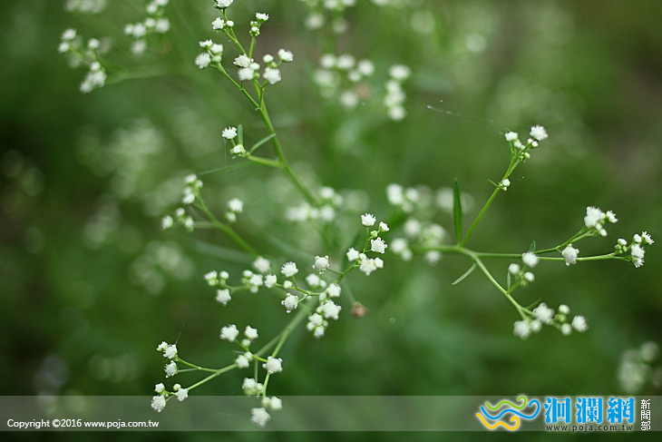 銀膠菊及小花蔓澤蘭入侵花蓮，縣府呼籲民眾小心防