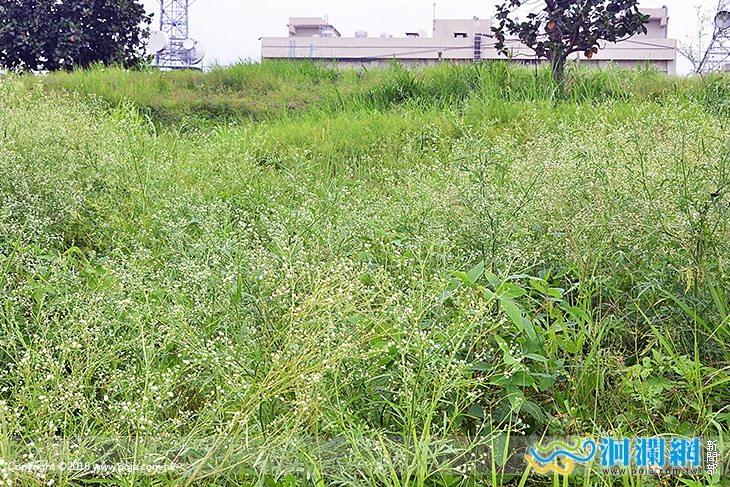 銀膠菊-01.jpg