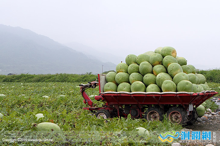 開採囉~吃到今年第一口花蓮大西瓜了嗎？