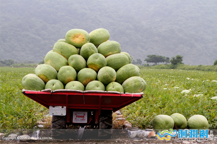 花蓮限量大西瓜　好沙登台