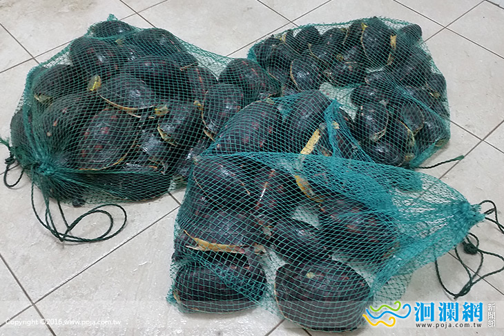 花蓮海巡隊查獲非法捕捉食蛇龜75隻