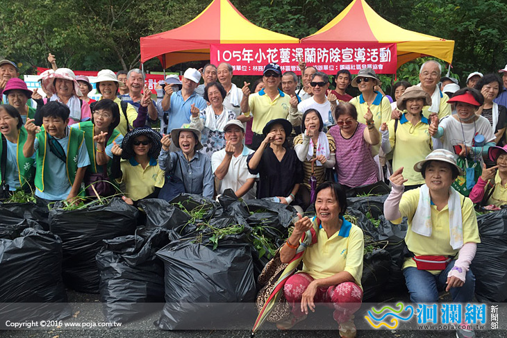 清除小花蔓澤蘭，林管處結合社區宣導
