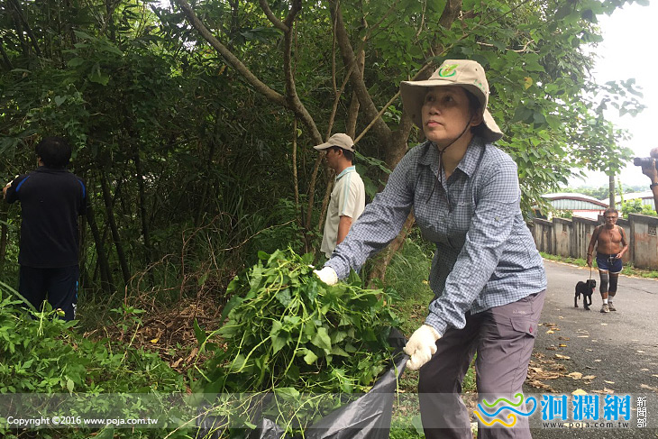 全民總動員防除小花蔓澤蘭