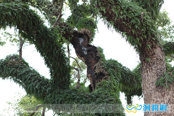 吉安慶豐百年老樹遭鞭炮炸傷