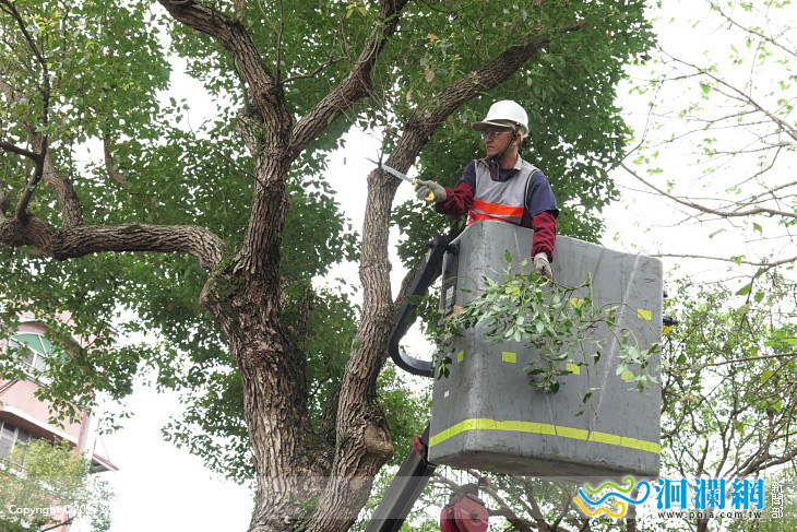 因應防汛期花蓮市加強行道樹修剪