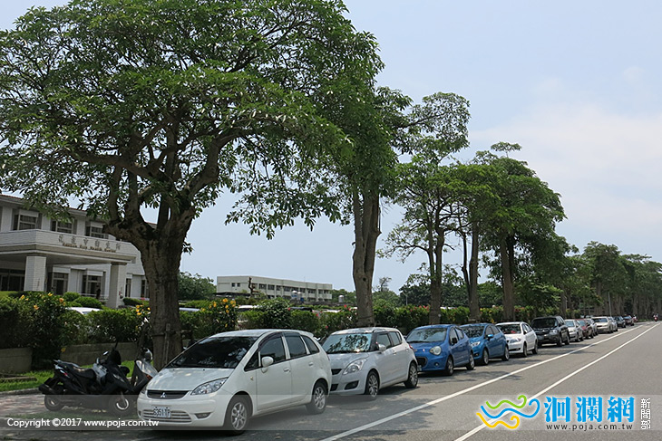 花蓮市新興路行道樹移植說明會