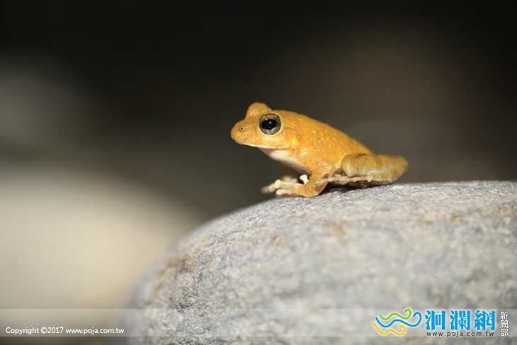 越夜越美麗夜間觀察，與生態共度美好夜晚