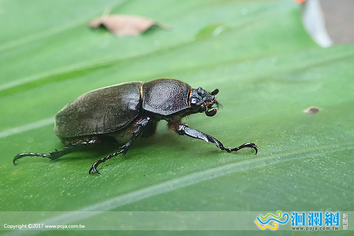 2618公民科學家之旅（I）仲夏八月場開跑