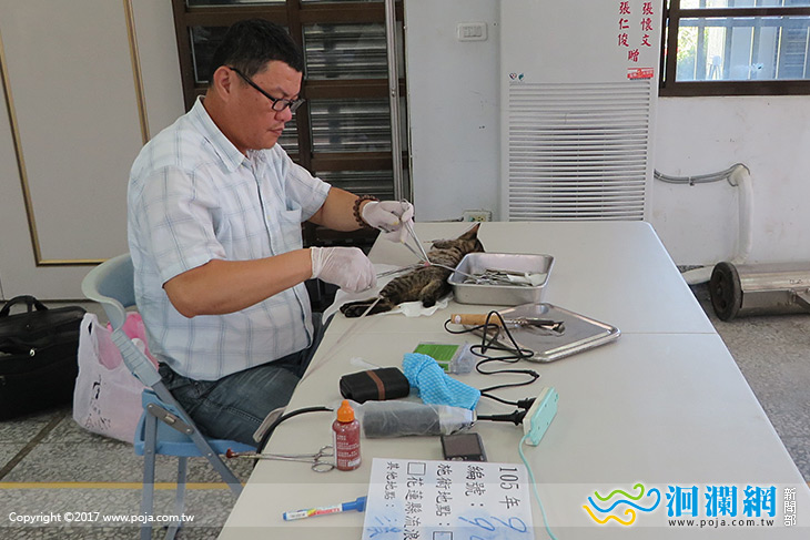 壽豐鄉犬貓絕育3合1活動即將開辦，名額有限