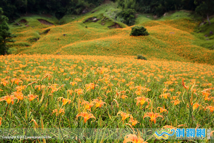 花蓮縣市鄉鎮長議員選舉候選人受理登記名單