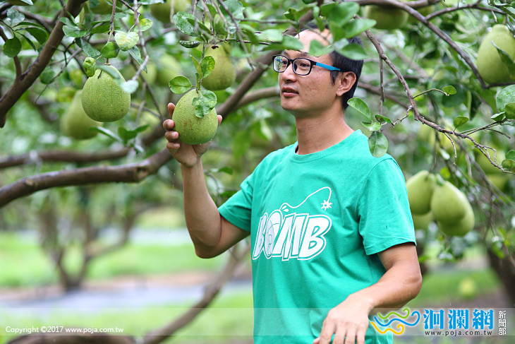 有機文旦開採，歡迎大家來瑞穗
