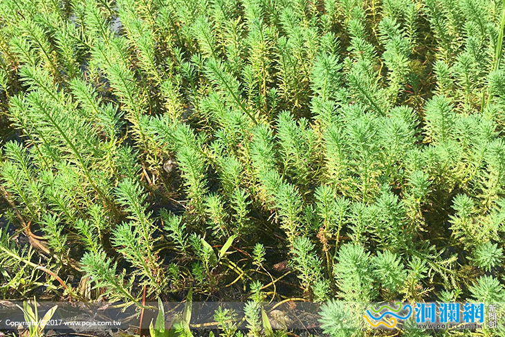 花蓮林管處小花蔓澤蘭防治活動開跑啦!