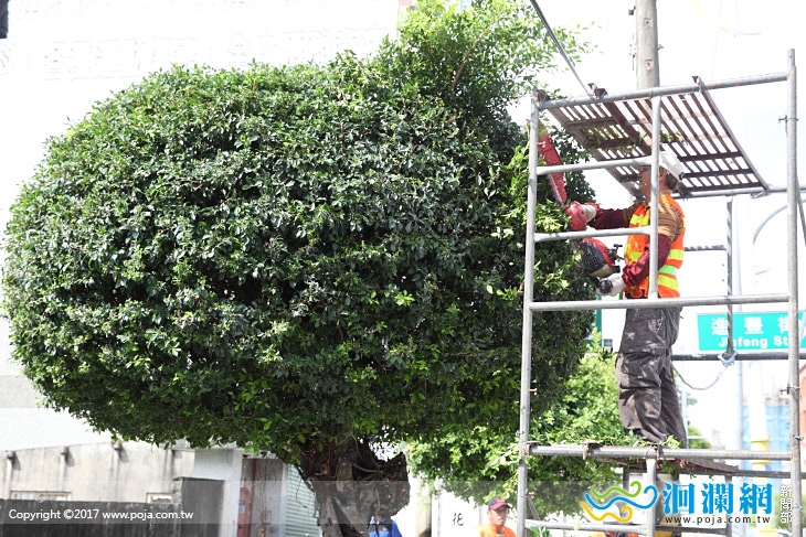林森路行道樹修剪美化市容兼具創意